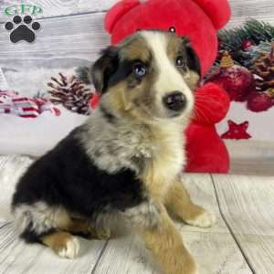 Jerome, Australian Shepherd Puppy