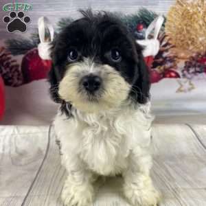 Leo, Cavapoo Puppy