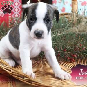 Jade, Jack Russell Mix Puppy