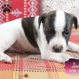 Jade, Jack Russell Mix Puppy