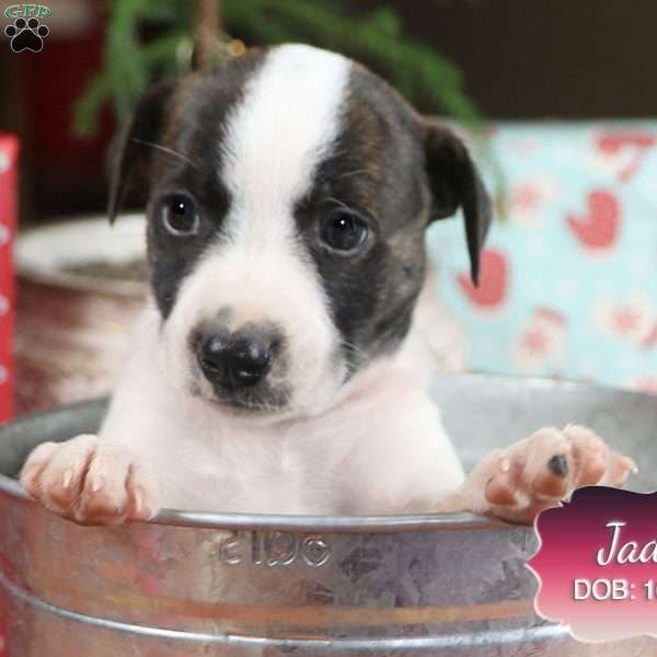 Jade, Jack Russell Mix Puppy