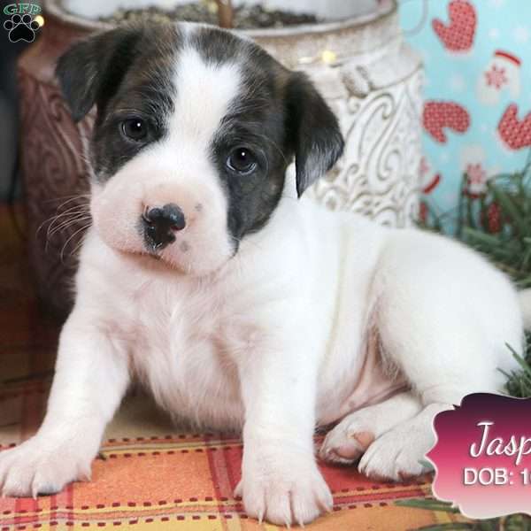 Jasper, Jack Russell Mix Puppy