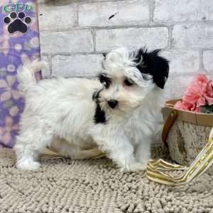 Jay, Havanese Puppy