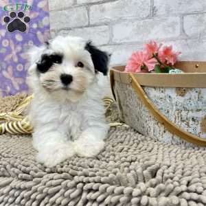 Joe, Havanese Puppy