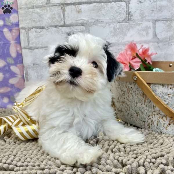 Joe, Havanese Puppy