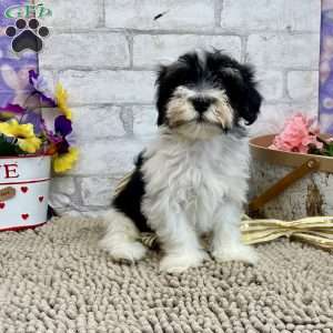 Josh, Havanese Puppy