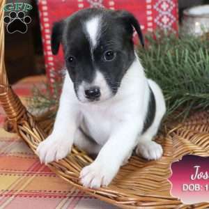 Josie, Jack Russell Mix Puppy