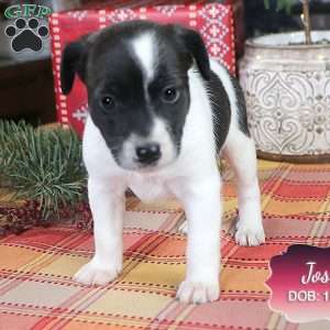 Josie, Jack Russell Mix Puppy