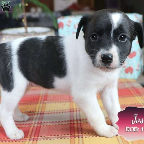 Josie, Jack Russell Mix Puppy