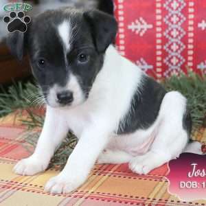 Josie, Jack Russell Mix Puppy