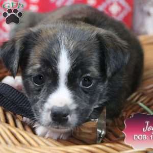 Joy, Jack Russell Mix Puppy