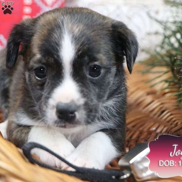 Joy, Jack Russell Mix Puppy