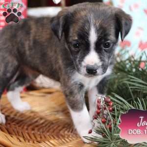 Joy, Jack Russell Mix Puppy