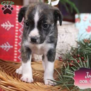 Joy, Jack Russell Mix Puppy