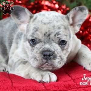 Joyful, French Bulldog Puppy