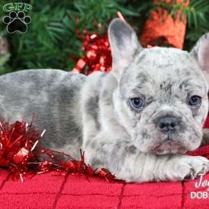 Joyful, French Bulldog Puppy