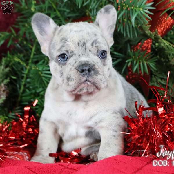 Joyful, French Bulldog Puppy