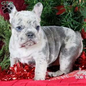 Joyful, French Bulldog Puppy