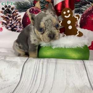 Theo, French Bulldog Puppy