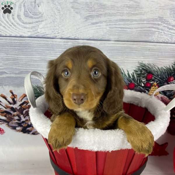 Dasher, Dachshund Puppy