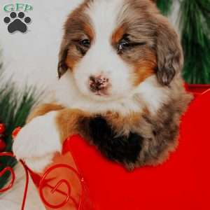 Kingo, Bernedoodle Puppy