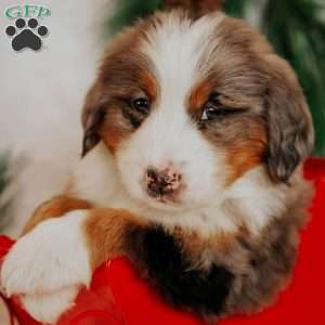 Kingo, Bernedoodle Puppy