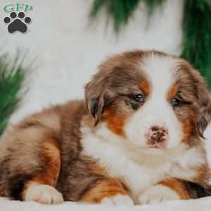 Kingo, Bernedoodle Puppy