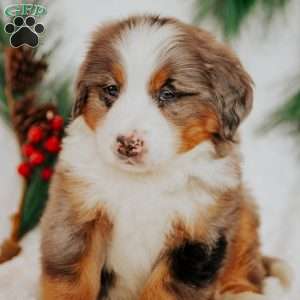 Kingo, Bernedoodle Puppy