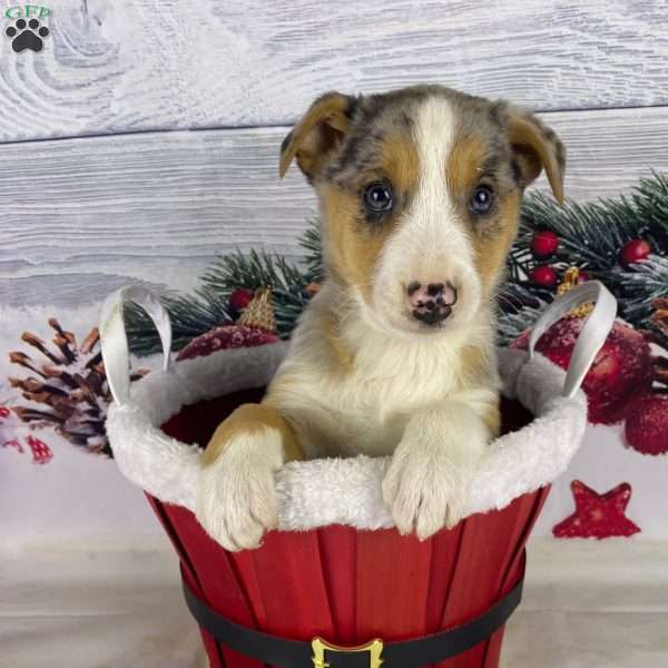 Jackson, Australian Shepherd Puppy