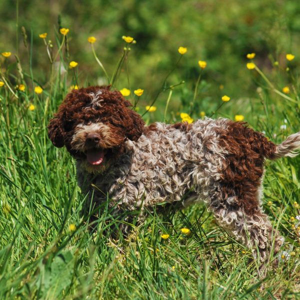 lagotto romagnolo puppy in grass