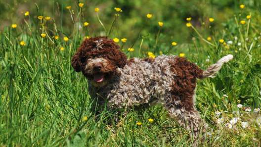 10 Facts About the Lagotto Romagnolo