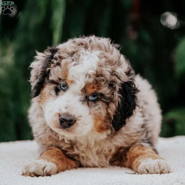 Larry, Mini Bernedoodle Puppy