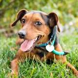 leashed brown dog lying in grass and refusing to walk