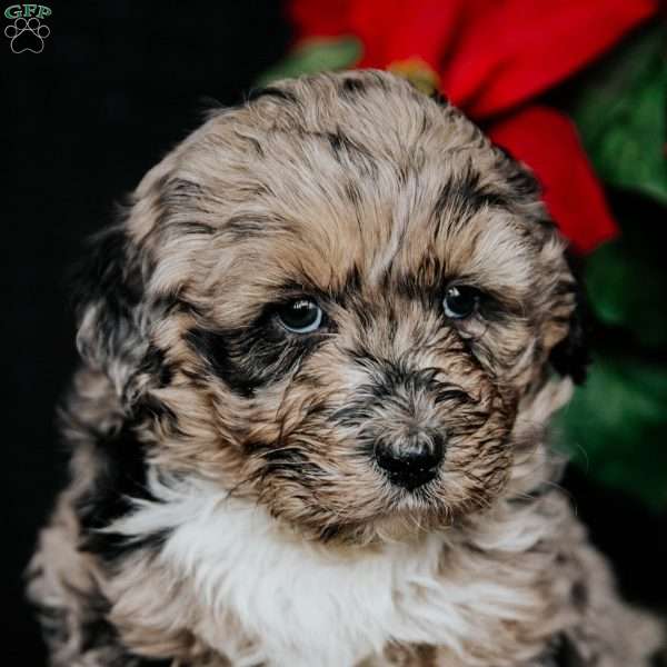 Lennon, Bernedoodle Puppy