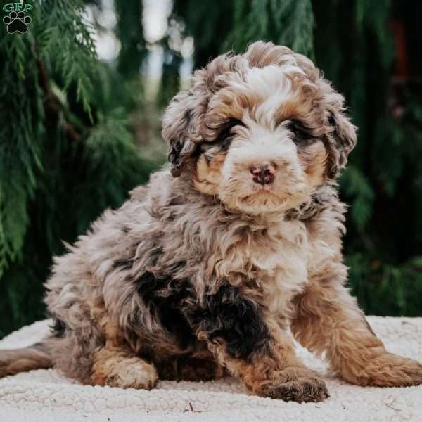 Leo, Mini Bernedoodle Puppy