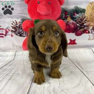 Dasher, Dachshund Puppy