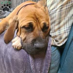 Liezel, African Boerboel Puppy