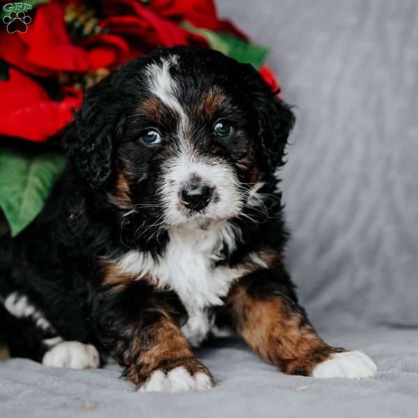 Lily, Bernedoodle Puppy