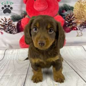 Dancer, Dachshund Puppy