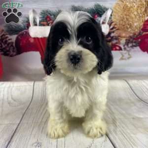 Penny, Cavapoo Puppy