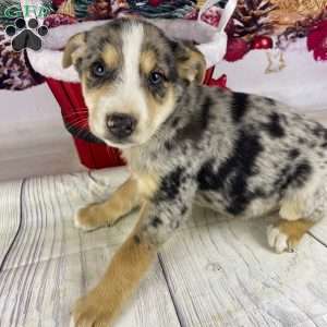 Jamin, Australian Shepherd Puppy