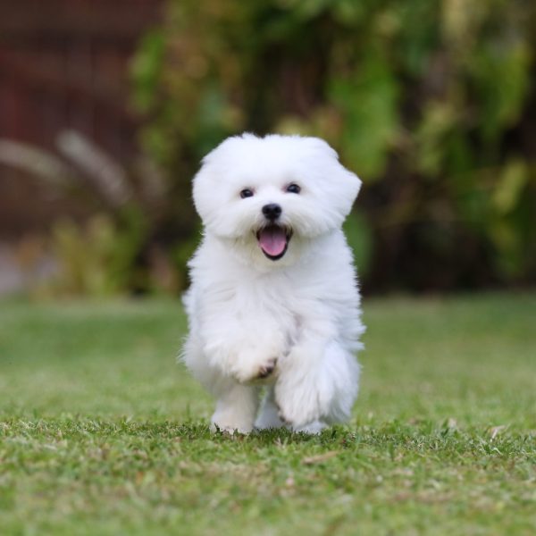 maltese running