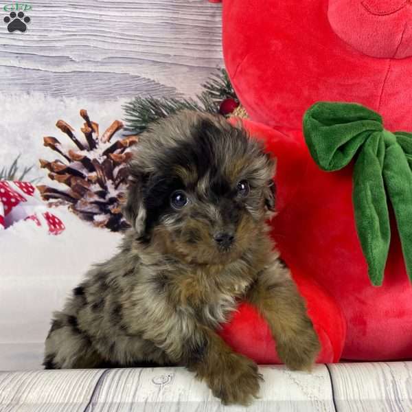 Tiff, Mini Aussiedoodle Puppy