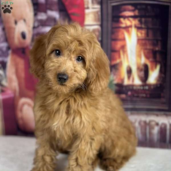 oakley, Mini Goldendoodle Puppy