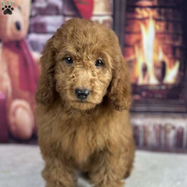 Oliver, Mini Goldendoodle Puppy