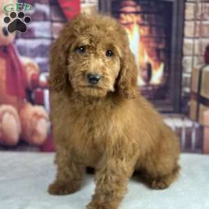 Oliver, Mini Goldendoodle Puppy