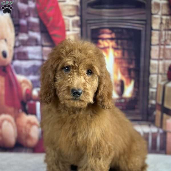 ollie, Mini Goldendoodle Puppy