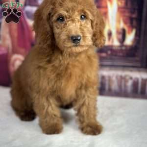 Oliver, Mini Goldendoodle Puppy