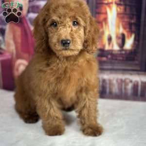 Oliver, Mini Goldendoodle Puppy