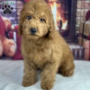 ollie, Mini Goldendoodle Puppy